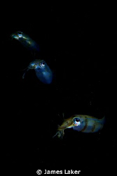 Baby Squid on Mabul Nightdive by James Laker 